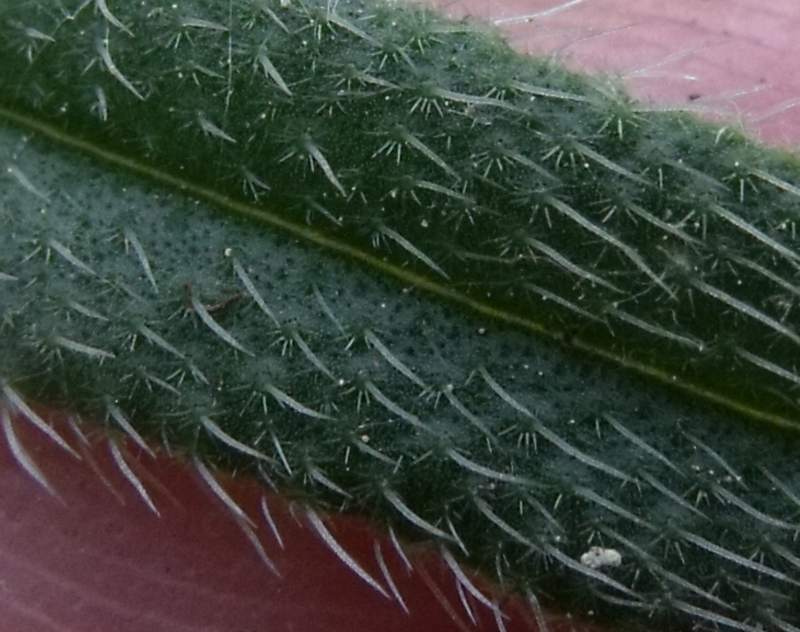 <i>Onosma pseudoarenaria</i> Schur subsp. <i>helvetica</i> (Nyman) Rauschert