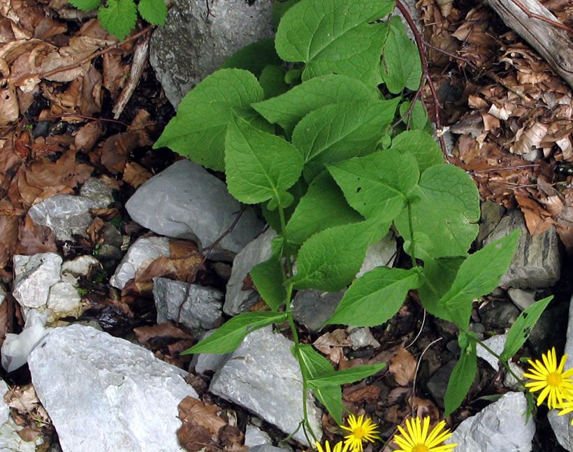 <i>Doronicum austriacum</i> Jacq. subsp. <i>austriacum</i>