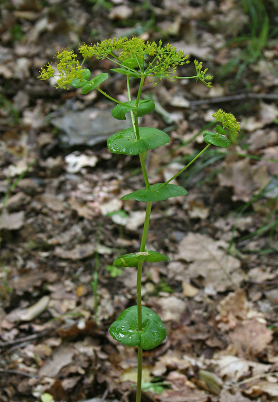 <i>Smyrnium perfoliatum</i> L. subsp. <i>rotundifolium</i> (Mill.) Bonnier & Layens