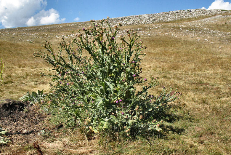 <i>Onopordum acanthium</i> L. subsp. <i>acanthium</i>