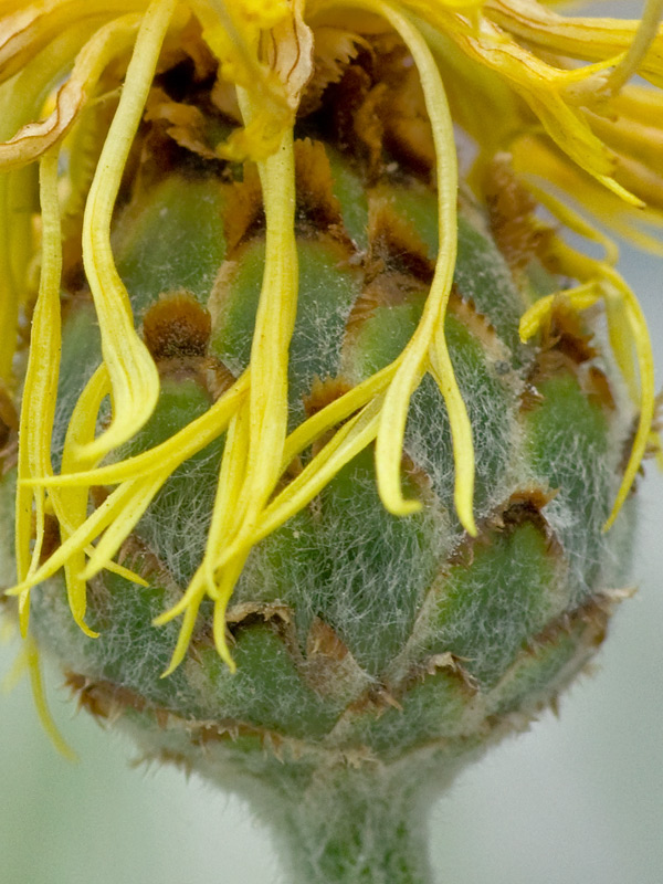 <i>Centaurea arachnoidea</i> Viv. subsp. <i>arachnoidea</i>