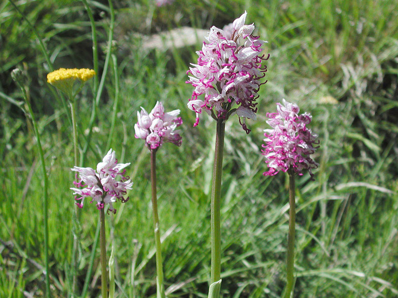 Orchis-simiaN3213.jpg