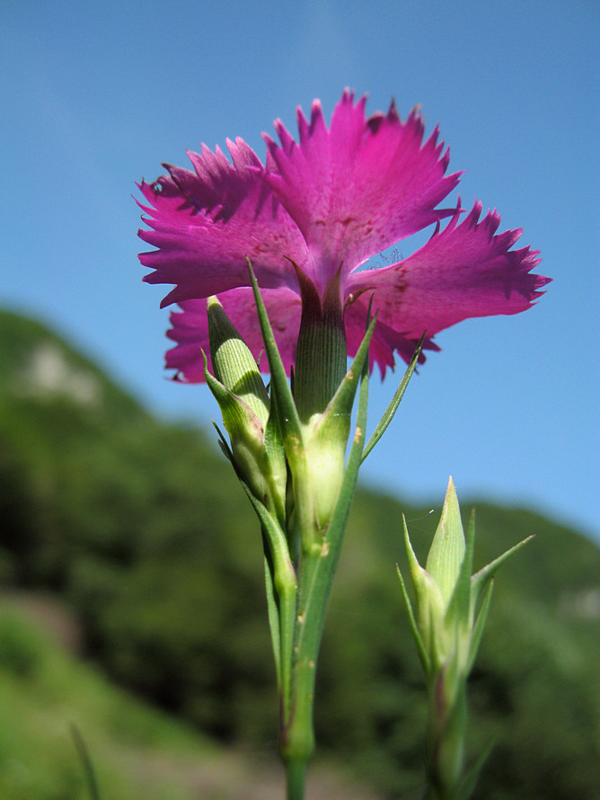 <i>Dianthus seguieri</i> Vill. subsp. <i>seguieri</i>
