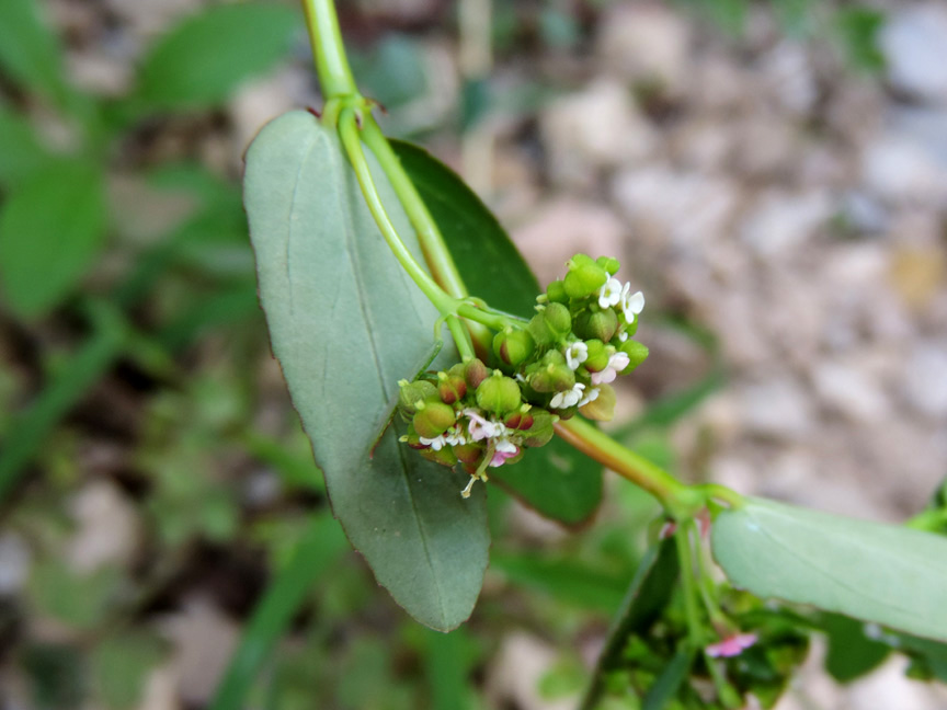<i>Euphorbia hypericifolia</i> L.