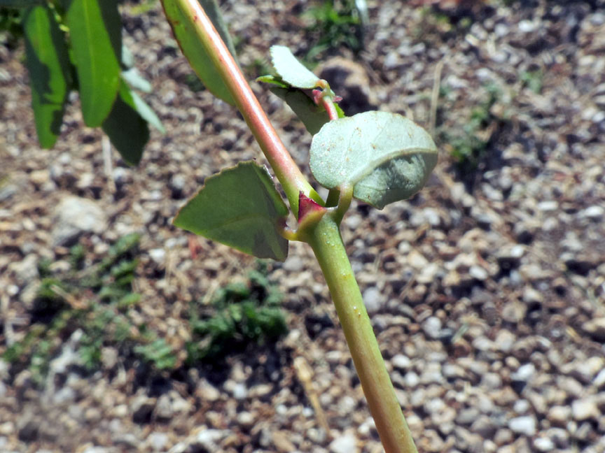 <i>Euphorbia hypericifolia</i> L.