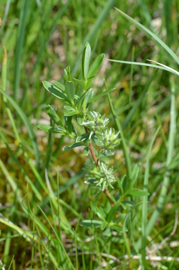 <i>Salix rosmarinifolia</i> L.