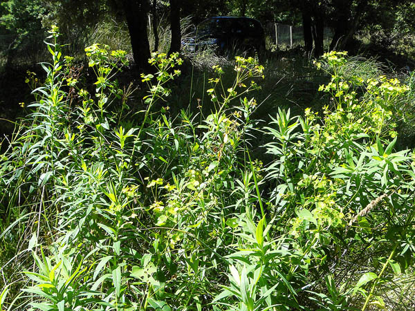 <i>Euphorbia lucida</i> Waldst. & Kit.