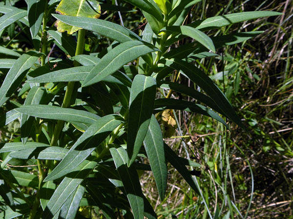<i>Euphorbia lucida</i> Waldst. & Kit.