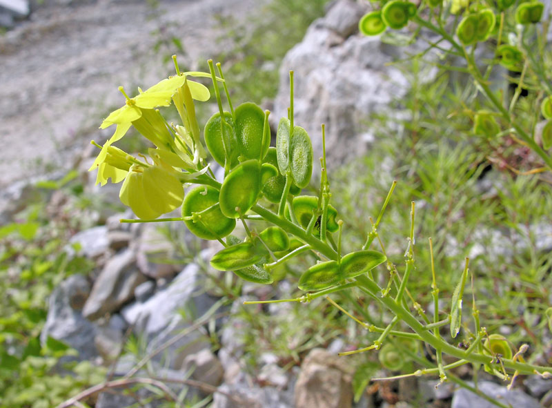 <i>Biscutella cichoriifolia</i> Loisel.