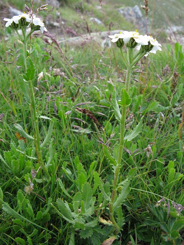 <i>Achillea erba-rotta</i> All. subsp. <i>erba-rotta</i>