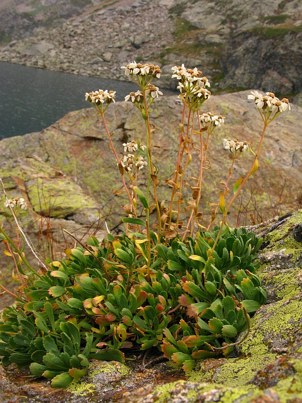 <i>Achillea erba-rotta</i> All. subsp. <i>erba-rotta</i>