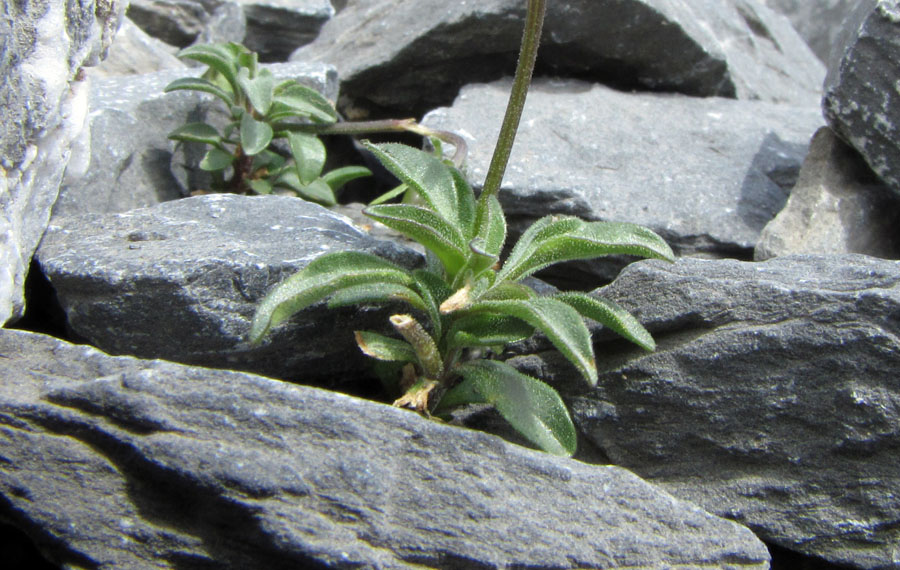 <i>Viola cenisia</i> L.