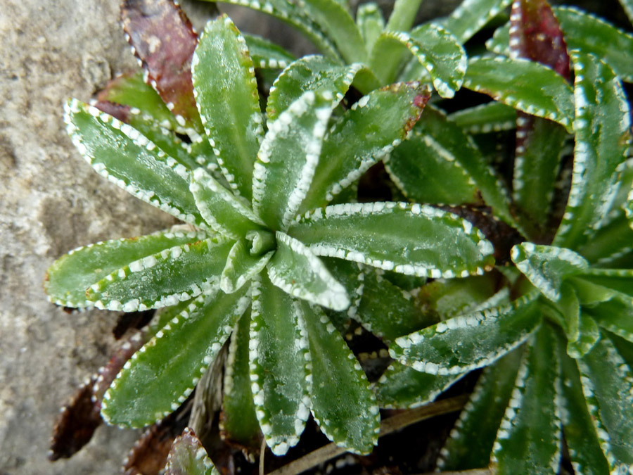 <i>Saxifraga hostii</i> Tausch subsp. <i>rhaetica</i> (A.Kern. ex Engl.) Braun-Blanq.