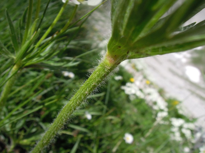 <i>Anemonastrum narcissiflorum</i> (L.) Holub subsp. <i>narcissiflorum</i>