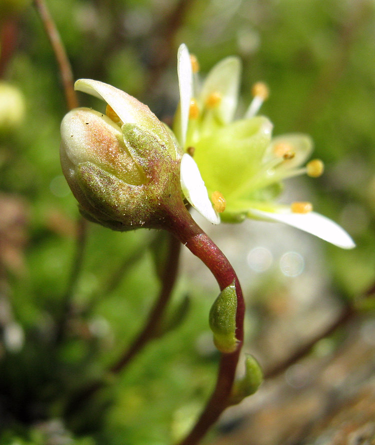 <i>Saxifraga bryoides</i> L.