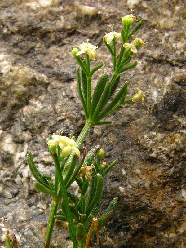 <i>Galium tendae</i> Rchb.f.