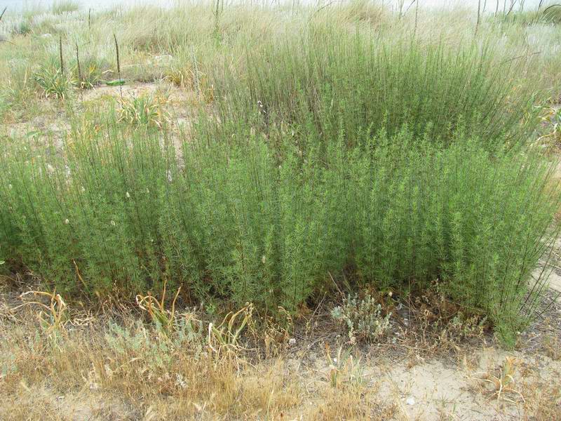 <i>Artemisia campestris</i> L. subsp. <i>variabilis</i> (Ten.) Greuter