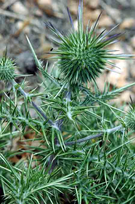 <i>Echinops spinosissimus</i> Turra subsp. <i>spinosus</i> Greuter