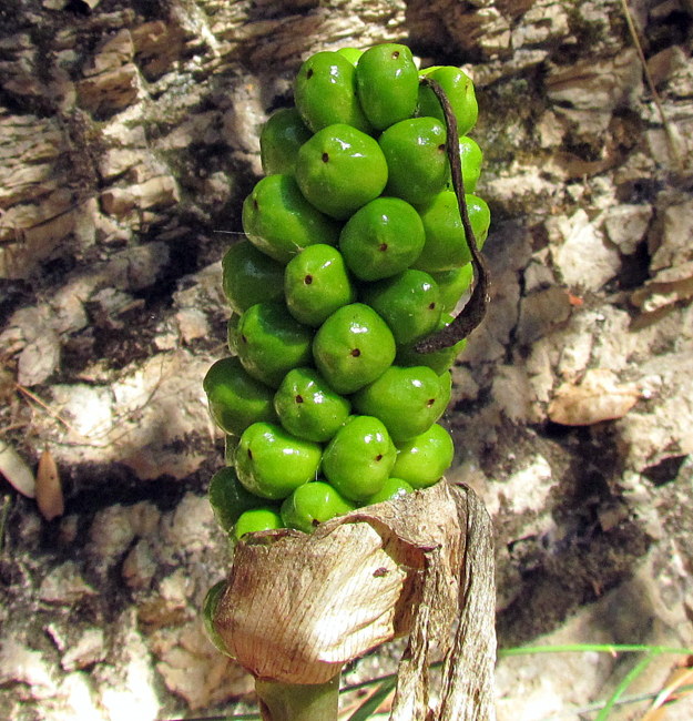 <i>Arum italicum</i> Mill. subsp. <i>italicum</i>