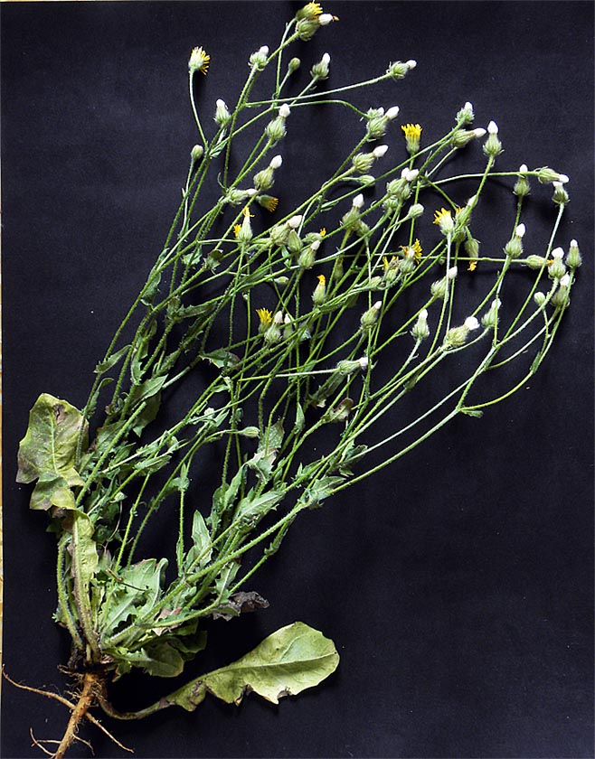 <i>Crepis foetida</i> L. subsp. <i>rhoeadifolia</i> (M.Bieb.) Čelak.