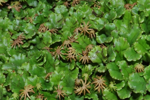 Marchantiaceae: Marchantia polymorpha L. (Marchantiophyta)