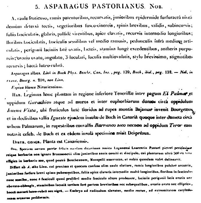 Asparagus pastorianus prima descrizione.jpg