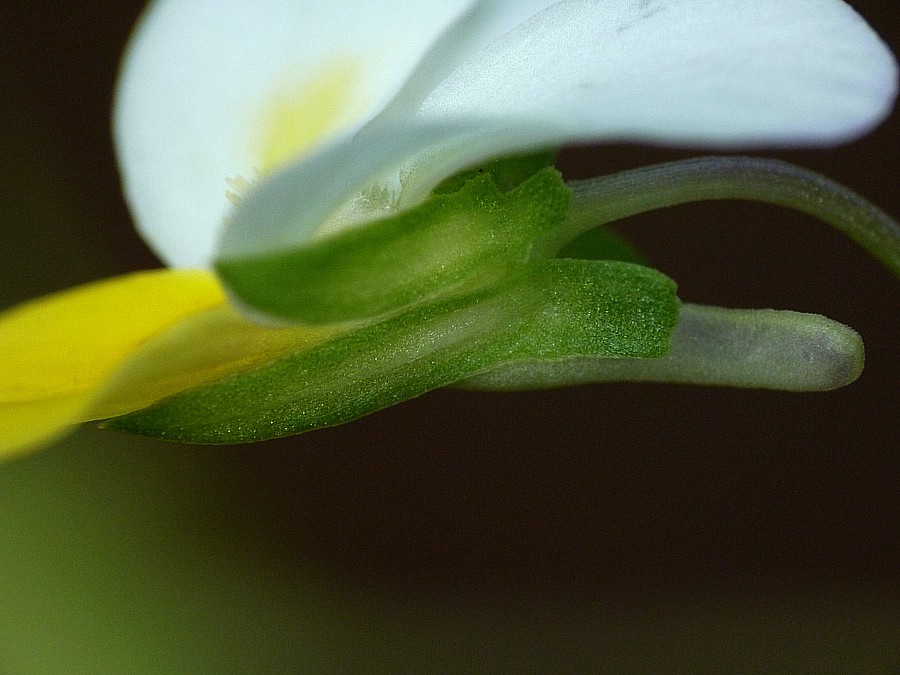 <i>Viola tricolor</i> L.