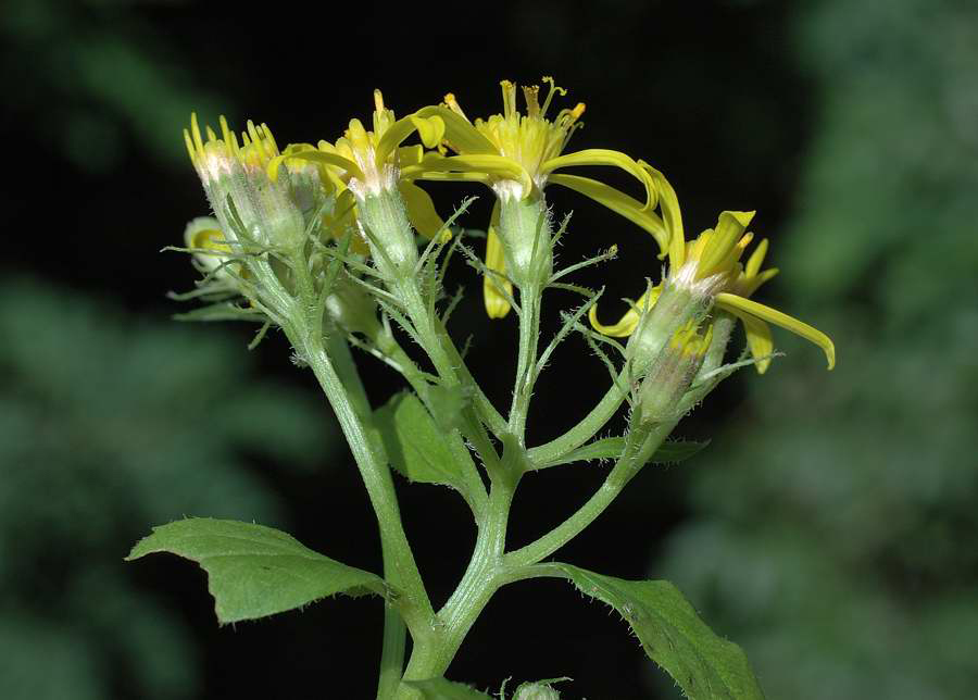 <i>Senecio nemorensis</i> L. subsp. <i>apuanus</i> (Tausch) Greuter