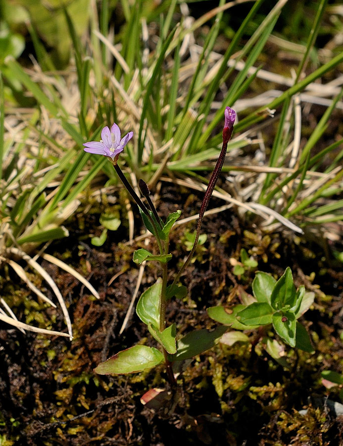 <i>Epilobium alsinifolium</i> Vill.
