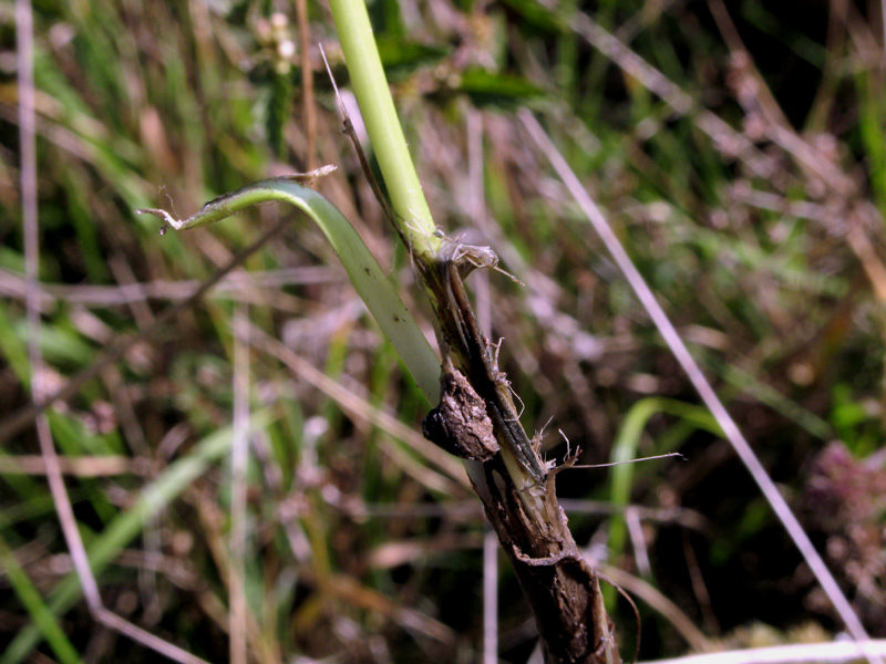<i>Allium suaveolens</i> Jacq.