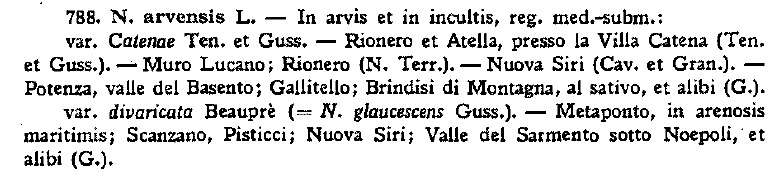 tratto da Gavioli O., 1947 Synopsis Florae Lucanae. Nuovo Giornale Botanico Italiano nuova serie 54: 1–278.