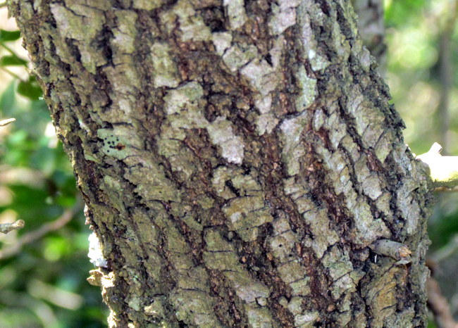 <i>Quercus ilex</i> L.