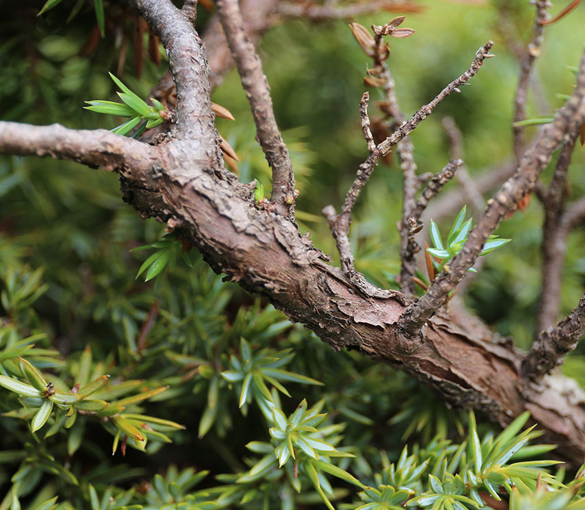 <i>Juniperus communis</i> L.