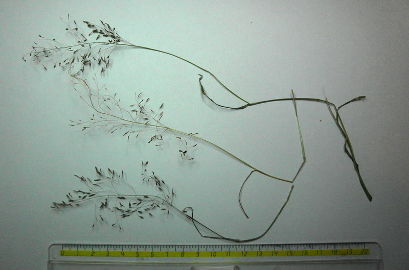 <i>Eragrostis pilosa</i> (L.) P.Beauv.