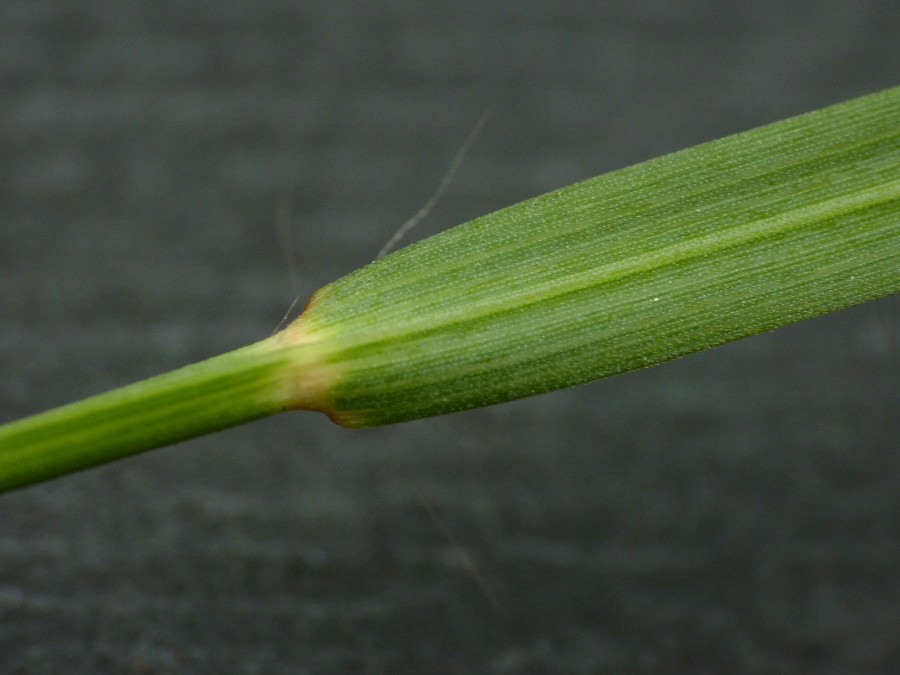 <i>Heteropogon allionii</i> (DC.) Roem. & Schult.