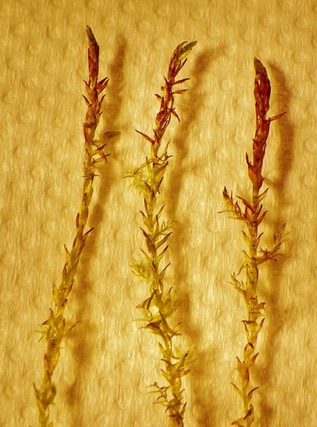 Calliergonaceae: Calliergon cordifolium (Hedw.) Kindb. (Bryophyta)