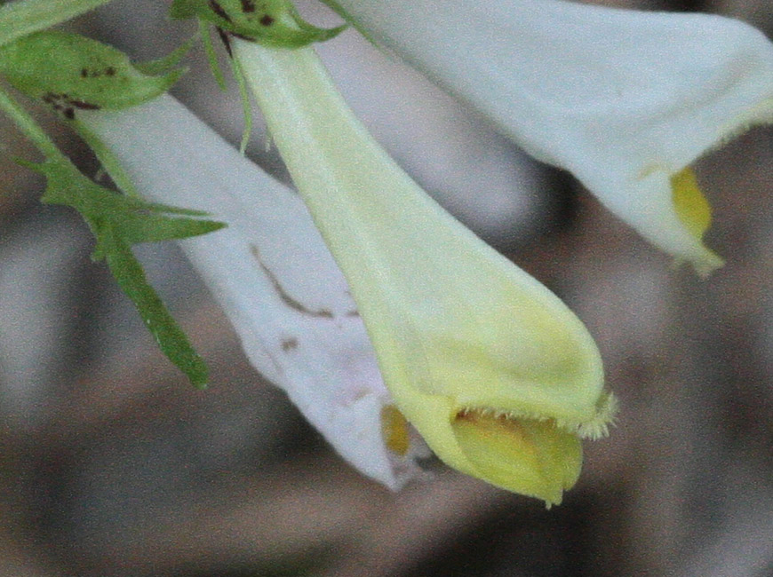 <i>Melampyrum pratense</i> L. subsp. <i>commutatum</i> (Tausch ex A.Kern.) C.E.Britton