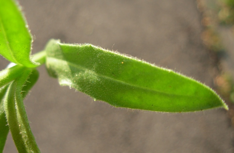 <i>Calendula officinalis</i> L.