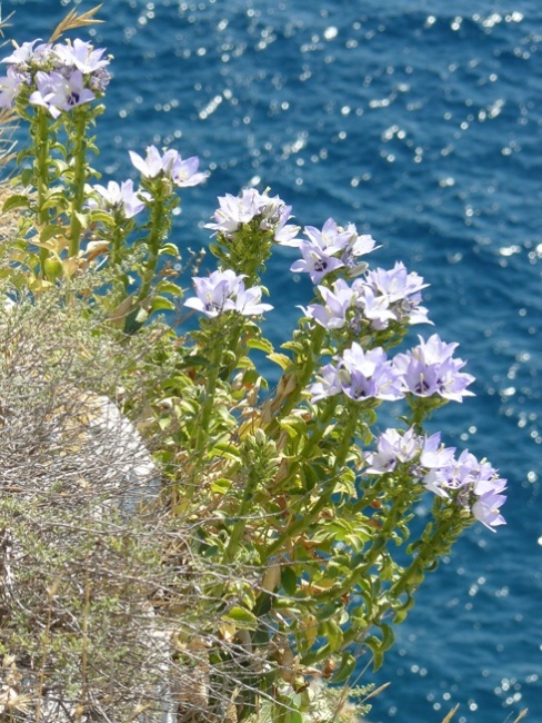 <i>Campanula versicolor</i> Andrews subsp. <i>tenorei</i> (Moretti) I.Janković & D.Lakušić