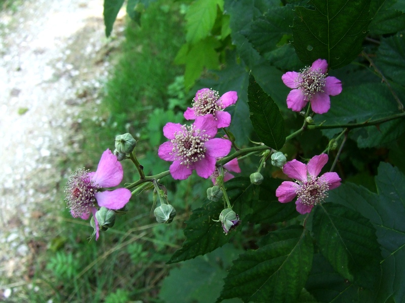 Rubus_ulmifolius 2.jpg