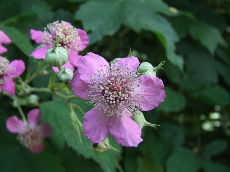 Rubus_ulmifolius 3.jpg