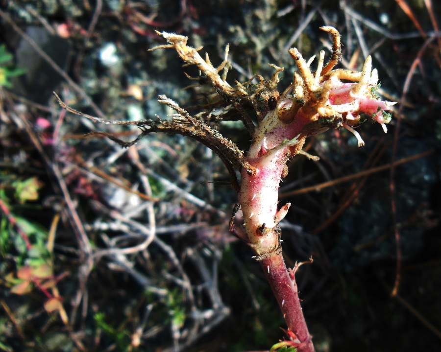 Rubus ulmifilius  20.jpg