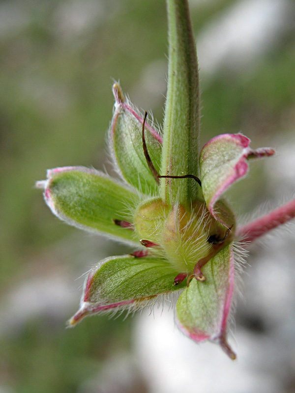 <i>Geranium austroapenninum</i> Aedo