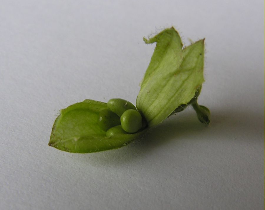 <i>Salvia glutinosa</i> L.