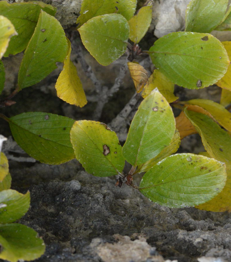 <i>Atadinus pumilus</i> (Turra) Hauenschild subsp. <i>pumilus</i>