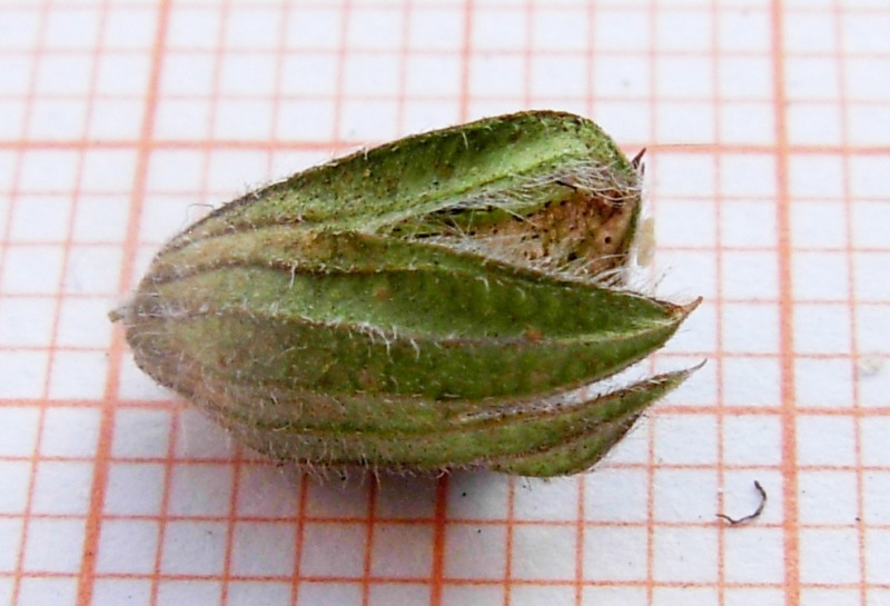 <i>Salvia verbenaca</i> L.