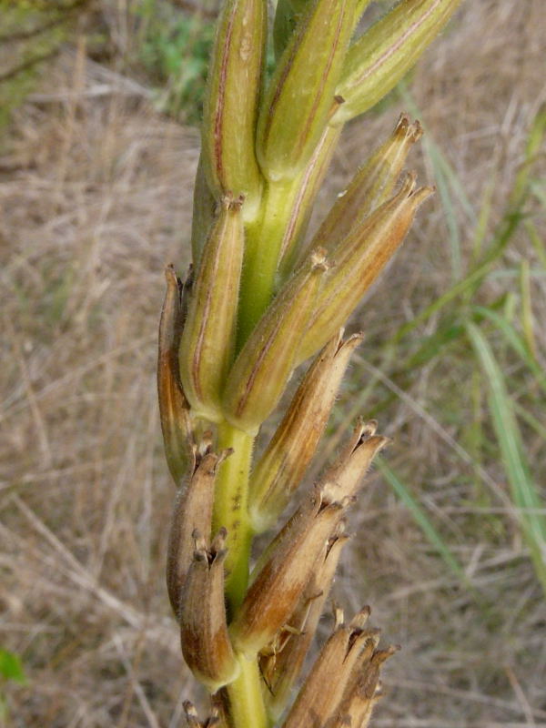 <i>Oenothera latipetala</i> (Soldano) Soldano