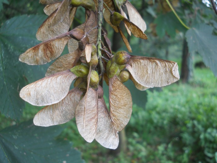 <i>Acer pseudoplatanus</i> L.
