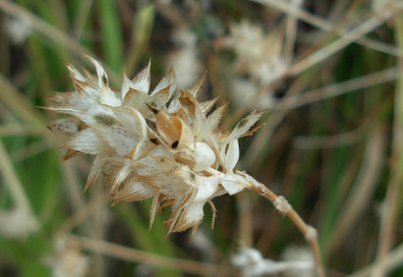 <i>Trifolium incarnatum</i> L. subsp. <i>molinerii</i> (Balb. ex Hornem.) Ces.