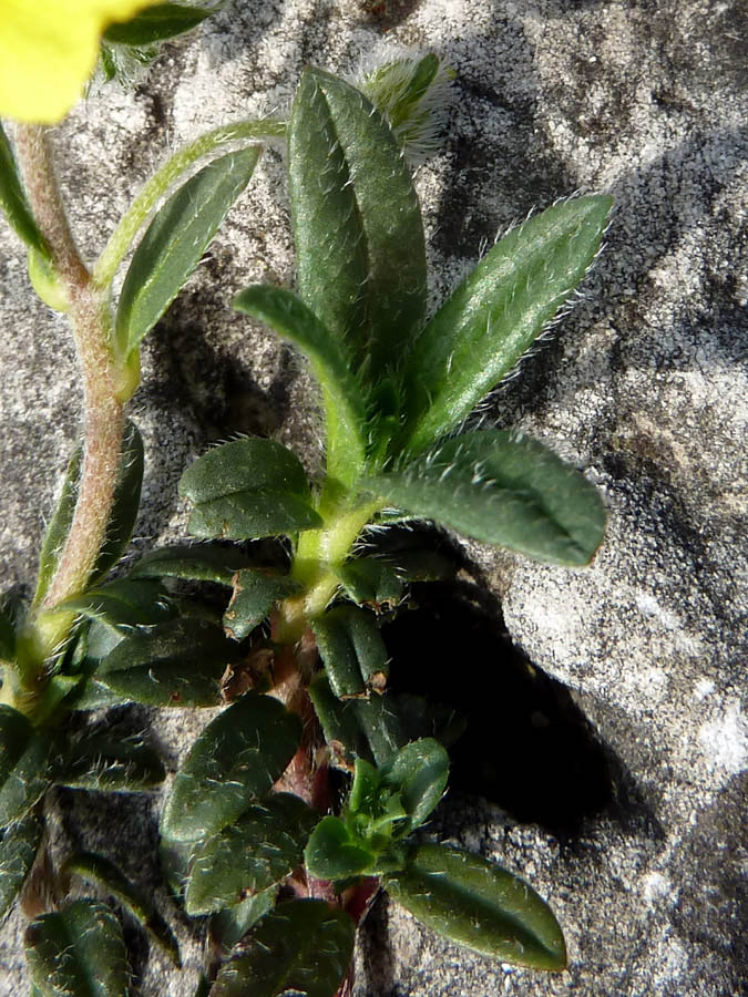 <i>Helianthemum oelandicum</i> (L.) Dum.Cours. subsp. <i>italicum</i> (L.) Ces.